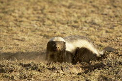 ratel